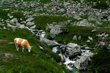 Karpat Dağları Transfagarasan üzerinde şelale yakınında yeşil çimenlerin üzerinde güzel inek otlatmak 