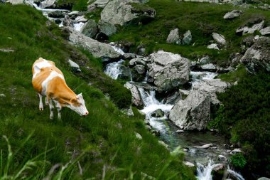 Karpat Dağları Transfagarasan üzerinde şelale yakınında yeşil çimenlerin üzerinde güzel inek otlatmak 