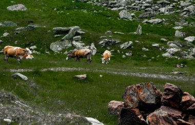 Karpat Dağları Transfagarasan üzerinde şelale yakınında yeşil çimenlerin üzerinde güzel inek otlatmak 