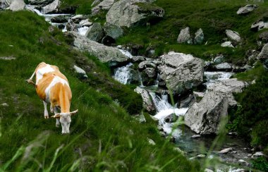 Karpat Dağları Transfagarasan üzerinde şelale yakınında yeşil çimenlerin üzerinde güzel inek otlatmak 