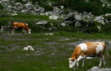 Karpat Dağları Transfagarasan üzerinde şelale yakınında yeşil çimenlerin üzerinde güzel inek otlatmak 