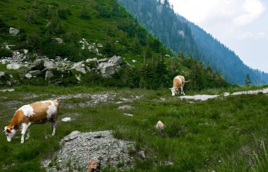 Karpat Dağları Transfagarasan üzerinde şelale yakınında yeşil çimenlerin üzerinde güzel inek otlatmak 