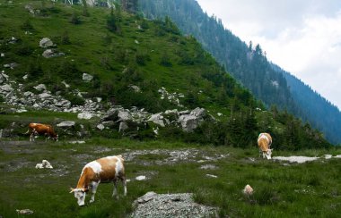 Karpat Dağları Transfagarasan üzerinde şelale yakınında yeşil çimenlerin üzerinde güzel inek otlatmak 