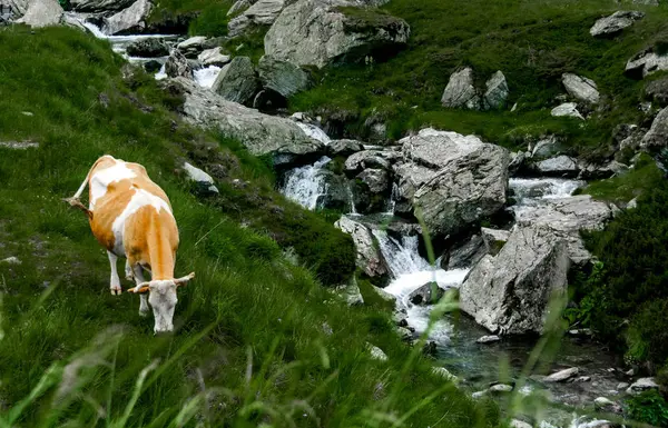 Karpat Dağları Transfagarasan üzerinde şelale yakınında yeşil çimenlerin üzerinde güzel inek otlatmak 