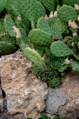 Kaktüsler izole arka planda, doku grubu