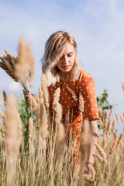 Mulher Bonita Caminha Campo Recolhe Buquê Flores Espiguetas Tece Uma — Fotografia de Stock