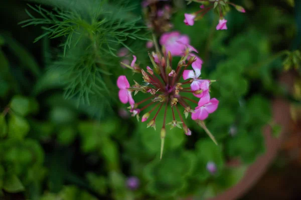 Close up, backround flowers, plants, wallpapers