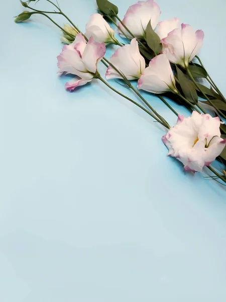 arka plan bahar ve yaz; mavi arka plan, gül taze çiçek