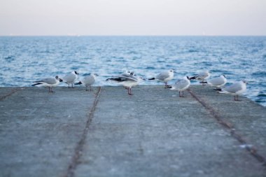 dalgalar deniz ve martı