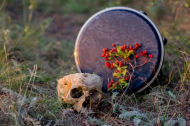 Büyücülük kavramı. İnsan kafatası ile kartopu dalı. Djembe ile yakın çekim