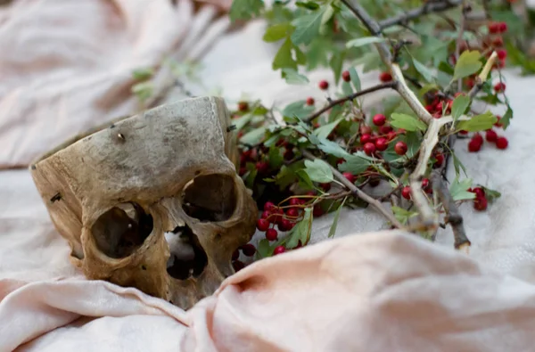 Büyücülük kavramı. İnsan kafatası ile kartopu dalı. Yakın çekim