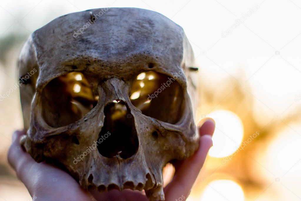 human skull in hand at sunset, close up