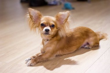 Chihuahua evde oturur, yatıyor ve oynadı