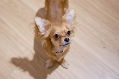 Chihuahua evde oturur, yatıyor ve oynadı