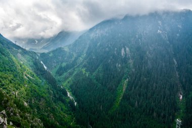 Doğal manzaralı, transfagarasan, Romanya sis kefen herdem yeşil iğne yapraklılar ile düşük yalancı bulutta ormanlık dağ yamacı