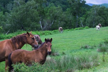 Otlatma atları ile dağ manzarası, Transalpina, Romanya