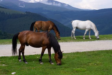 Otlatma atları ile dağ manzarası, Transalpina, Romanya