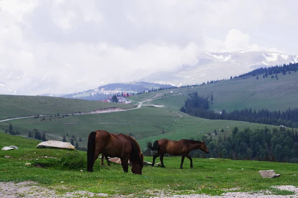 放牧馬と山の風景 トランスアルピナ ルーマニア — ストック写真