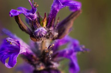 Renkli çiçeklerin yakın çekim makro çekimi