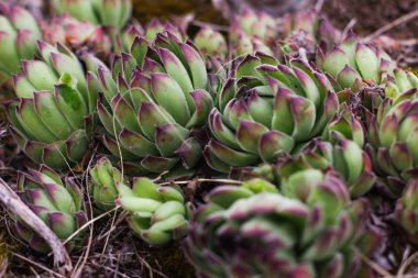 Kaktüs - alan sığ derinliği ile tropikal bitki rustik makro çekim. Sulu ile doğal arka plan.