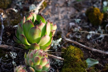 Kaktüs - alan sığ derinliği ile tropikal bitki rustik makro çekim. Sulu ile doğal arka plan.
