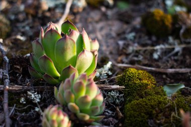 Kaktüs - alan sığ derinliği ile tropikal bitki rustik makro çekim. Sulu ile doğal arka plan.