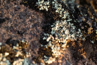 bir taş üzerinde yosun, makro atış