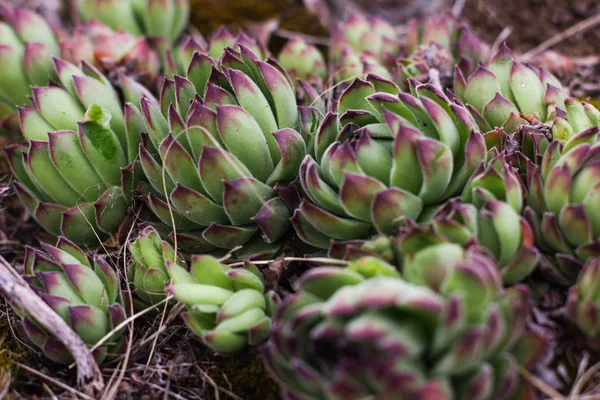Kaktüs - alan sığ derinliği ile tropikal bitki rustik makro çekim. Sulu ile doğal arka plan.
