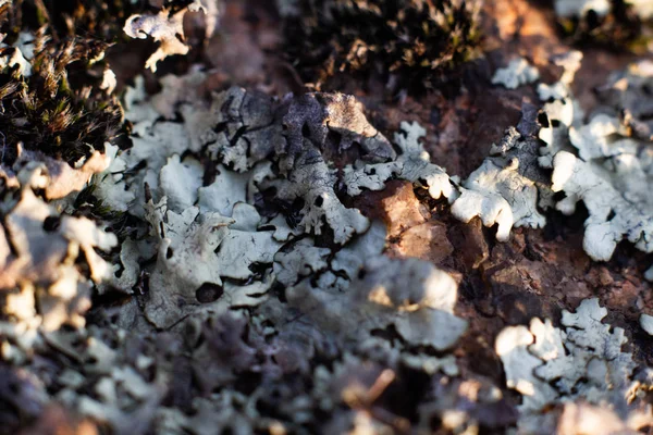 Musgo Una Piedra Macro Disparo — Foto de Stock