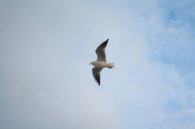Bir grup martı denizi ve gökyüzünü kaplıyor.