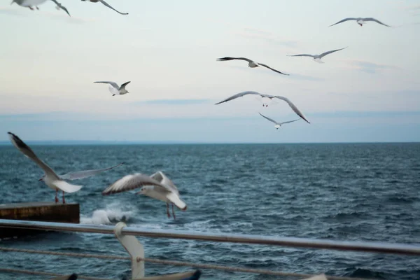 Group Seagulls Ower Sea Sky — Stock Photo, Image