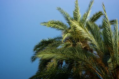 Güneşli bir günde Mallorca 'da palmiye ağaçları