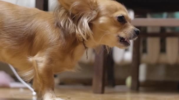 Nahaufnahme Porträt des Chihuahua-Hundes zu Hause auf dem Bett 