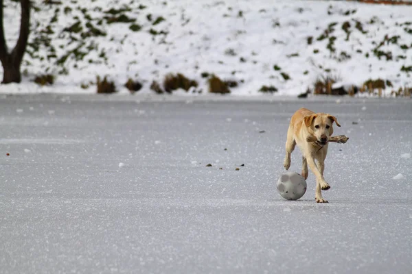 Cane Che Corre Sulla Superficie Ghiacciata Bianca Del Lago — Foto Stock