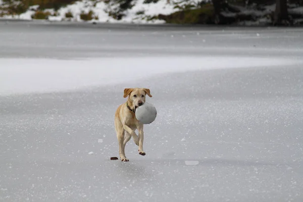 Cane Che Corre Sulla Superficie Ghiacciata Bianca Del Lago — Foto Stock