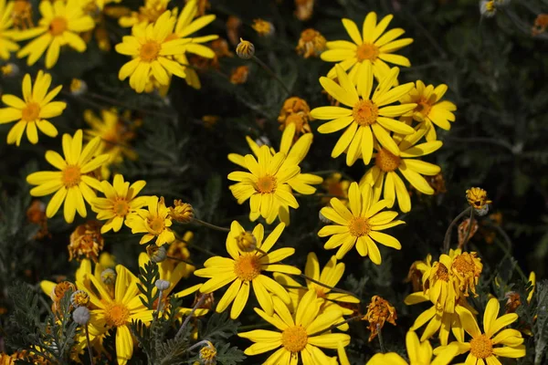 Vackra Blommor Blommar Trädgården Bodrum Turkiet — Stockfoto