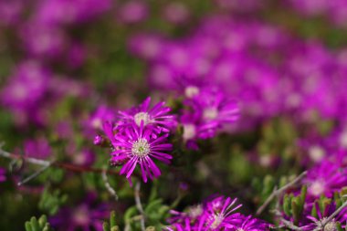 Bahçede Çiçekler açıyor, Bodrum Türkiye