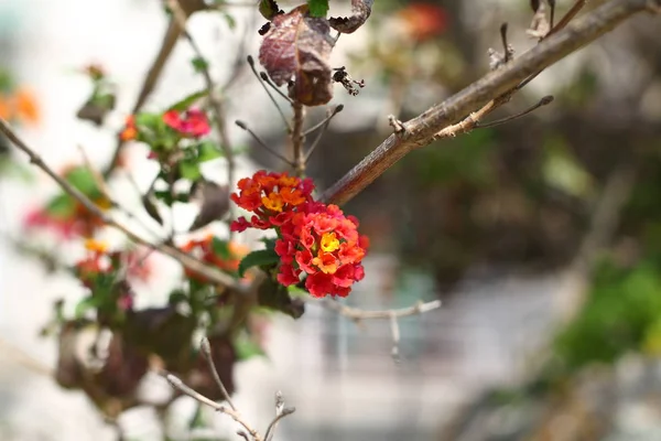 Schöne Blumen Blühen Garten Bodrum Türkei — Stockfoto