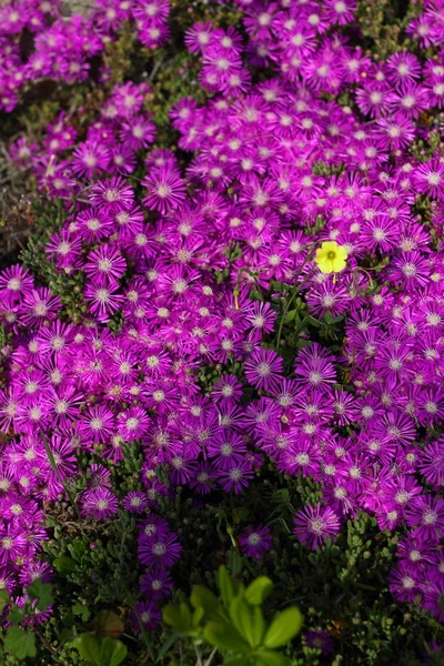 Vackra Blommor Blommar Trädgården Bodrum Turkiet — Stockfoto