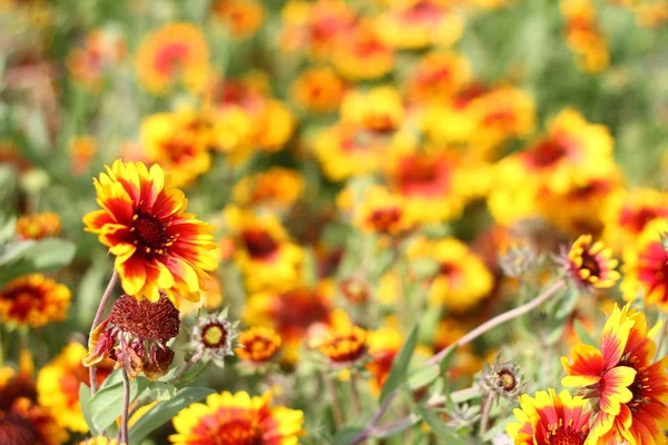 Vackra Blommor Blommar Trädgården Bodrum Turkiet — Stockfoto