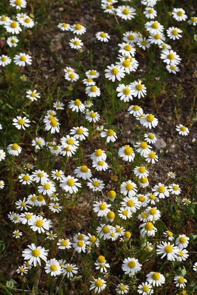 Beautiful Flowers Blooming Garden Bodrum Turkey — Stock Photo, Image