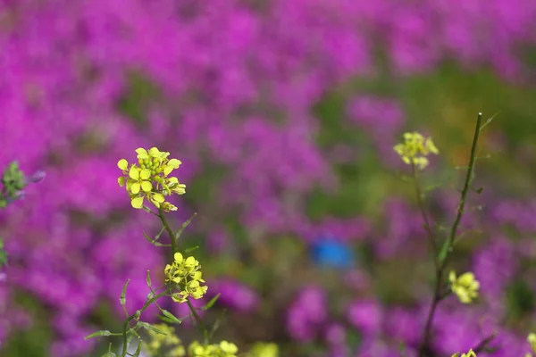 Beautiful Flowers Blooming Garden Bodrum Turkey — Stock Photo, Image