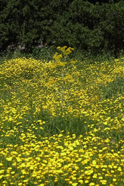 庭に咲く美しい花 トルコドラム — ストック写真