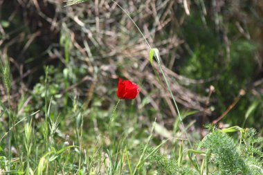 Bahçede Çiçekler açıyor, Bodrum Türkiye