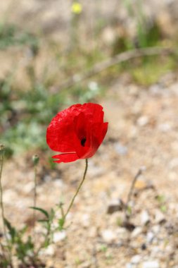 Bahçede Çiçekler açıyor, Bodrum Türkiye