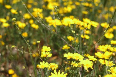 Bahçede Çiçekler açıyor, Bodrum Türkiye