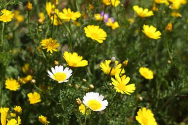 Bahçede Çiçekler açıyor, Bodrum Türkiye
