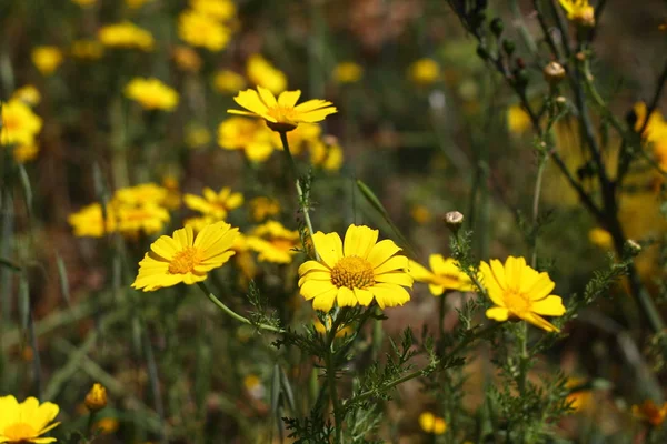 Vackra Blommor Blommar Trädgården Bodrum Turkiet — Stockfoto