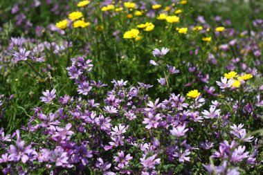 Bahçede Çiçekler açıyor, Bodrum Türkiye