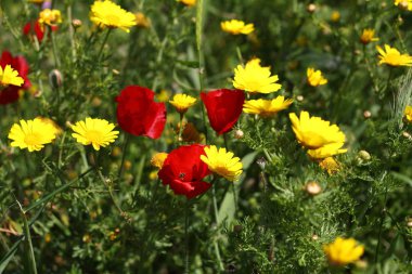 Bahçede Çiçekler açıyor, Bodrum Türkiye